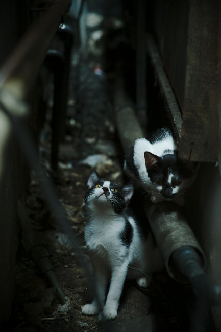 高校运动心理辅导服务体系构建,运动员的心理辅导