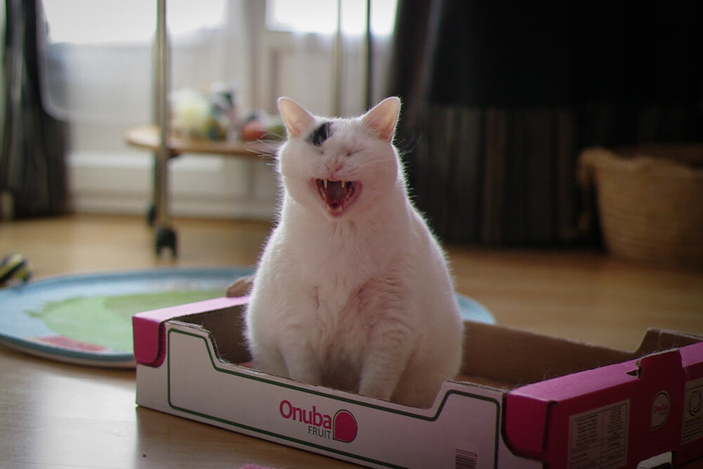 开云中国-2024年国际乒联混合团体世界杯：瑞典队如何脱颖而出，瑞典世界乒乓球赛