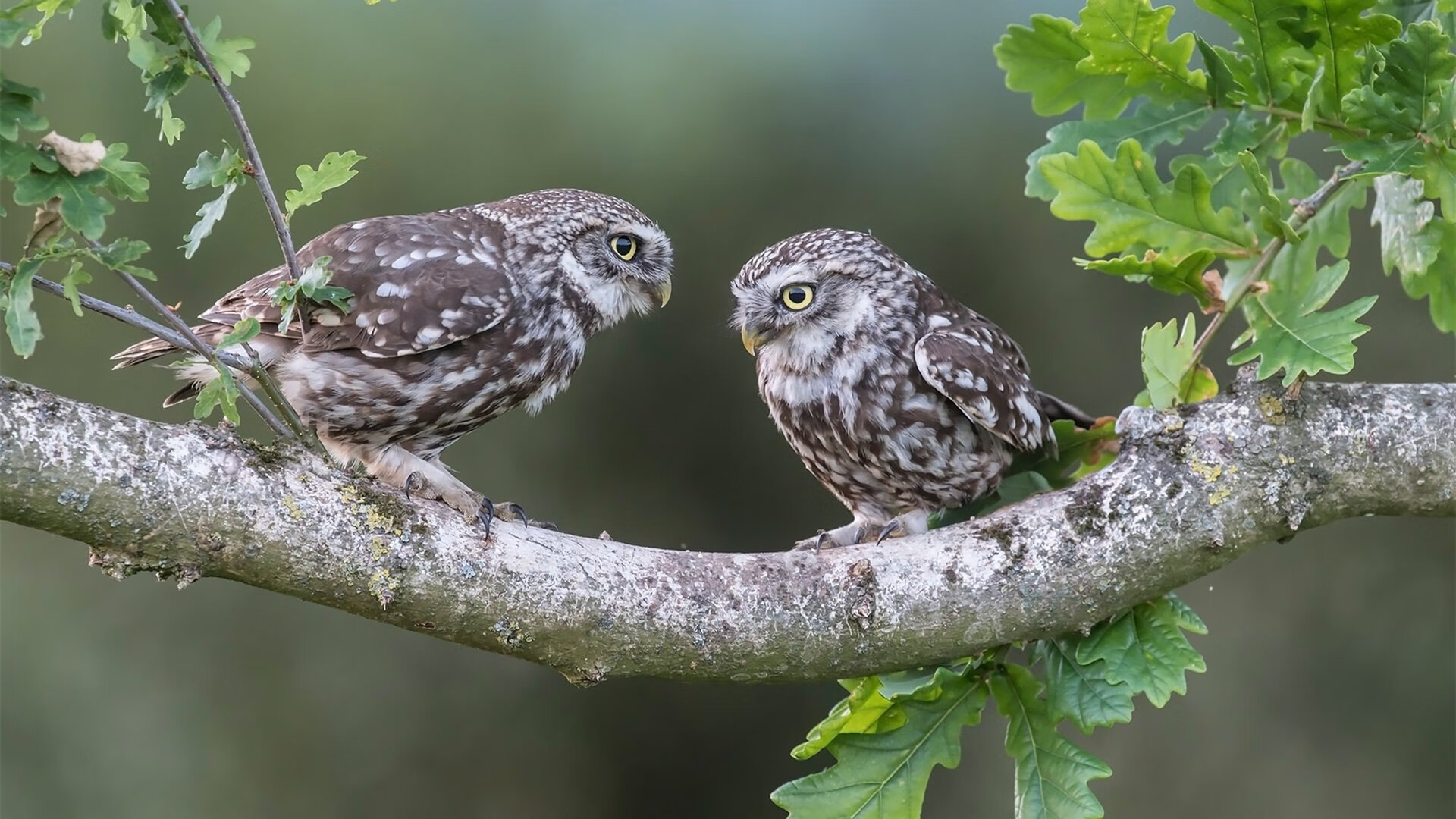 “2025滑轮赛:新生代选手的惊艳表现引爆全场”