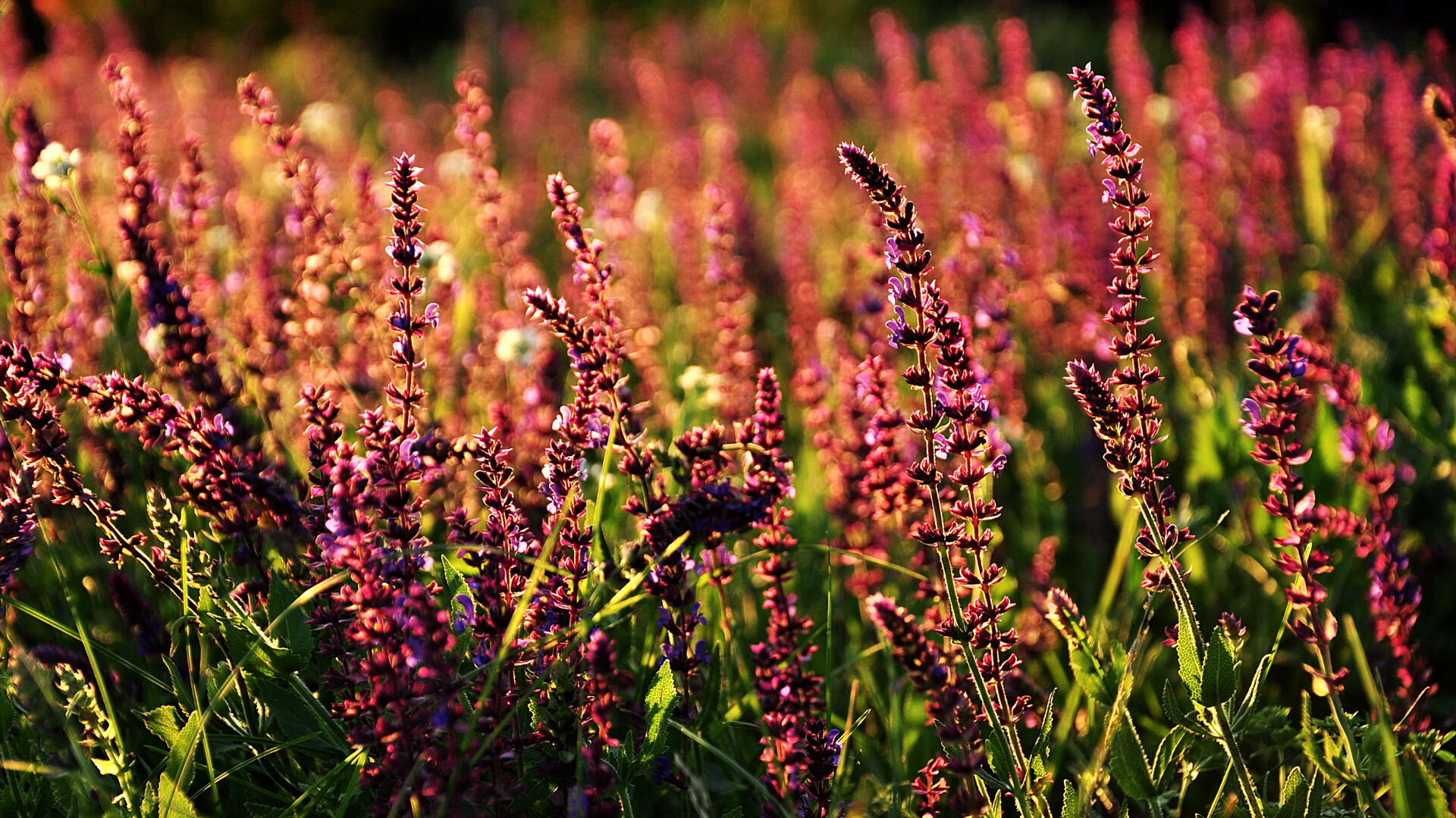 “水上救生:三叉湖游泳馆上演紧张刺激的竞技救援”