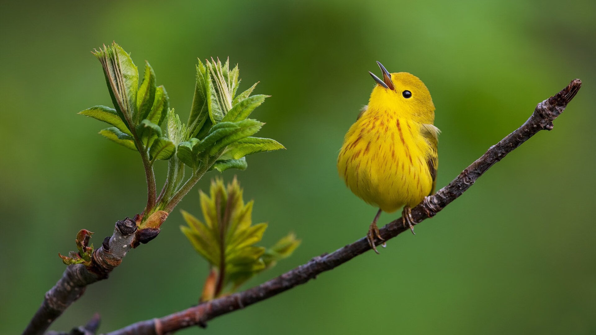中国三人篮球女队积极探索战术打法,中国三人篮球女子