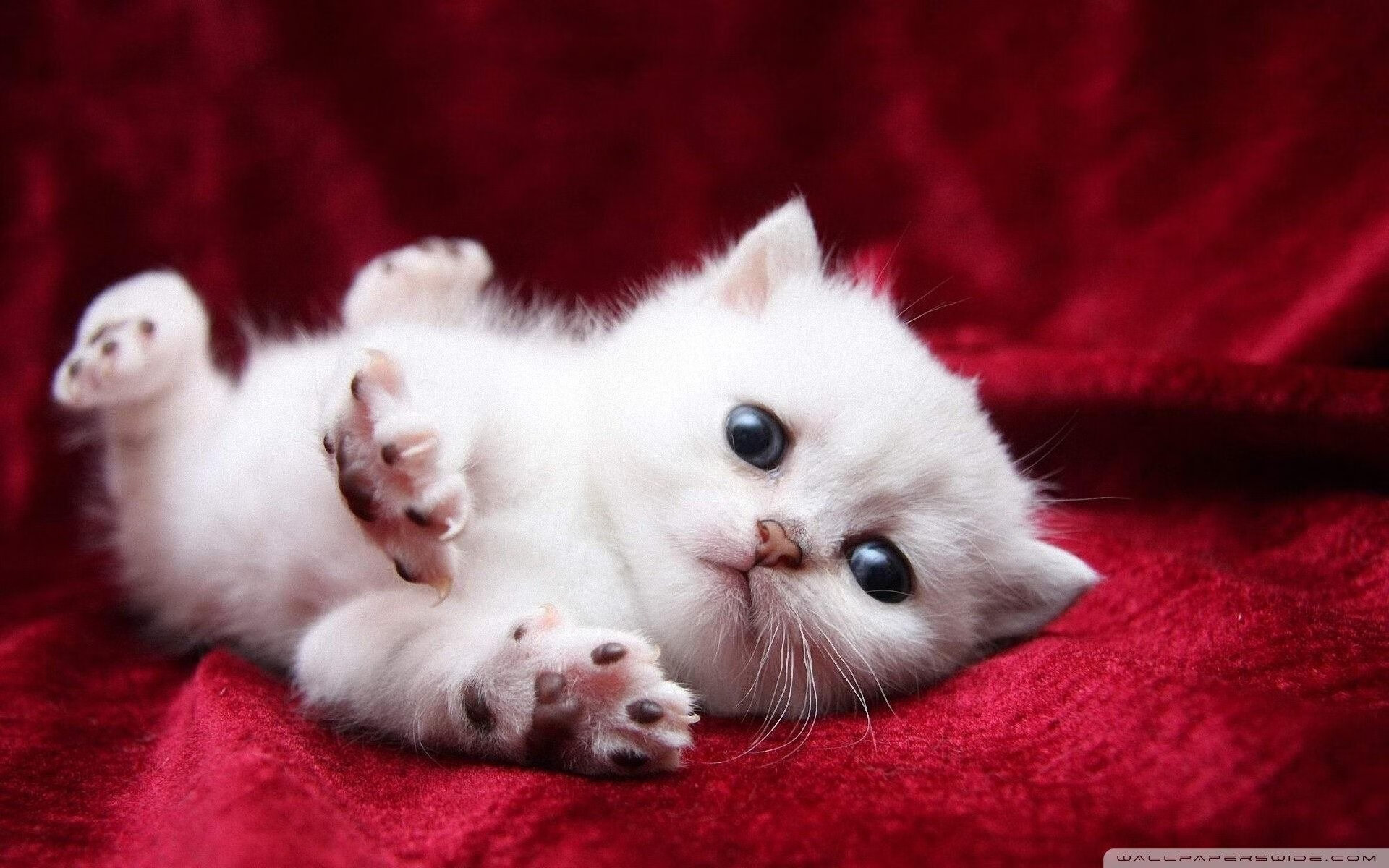 亚特兰大高位组织多点起攻创造空间,亚特兰大战术体系