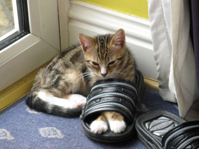 快攻转换效率排名第一的球队揭秘,快攻成功率最高