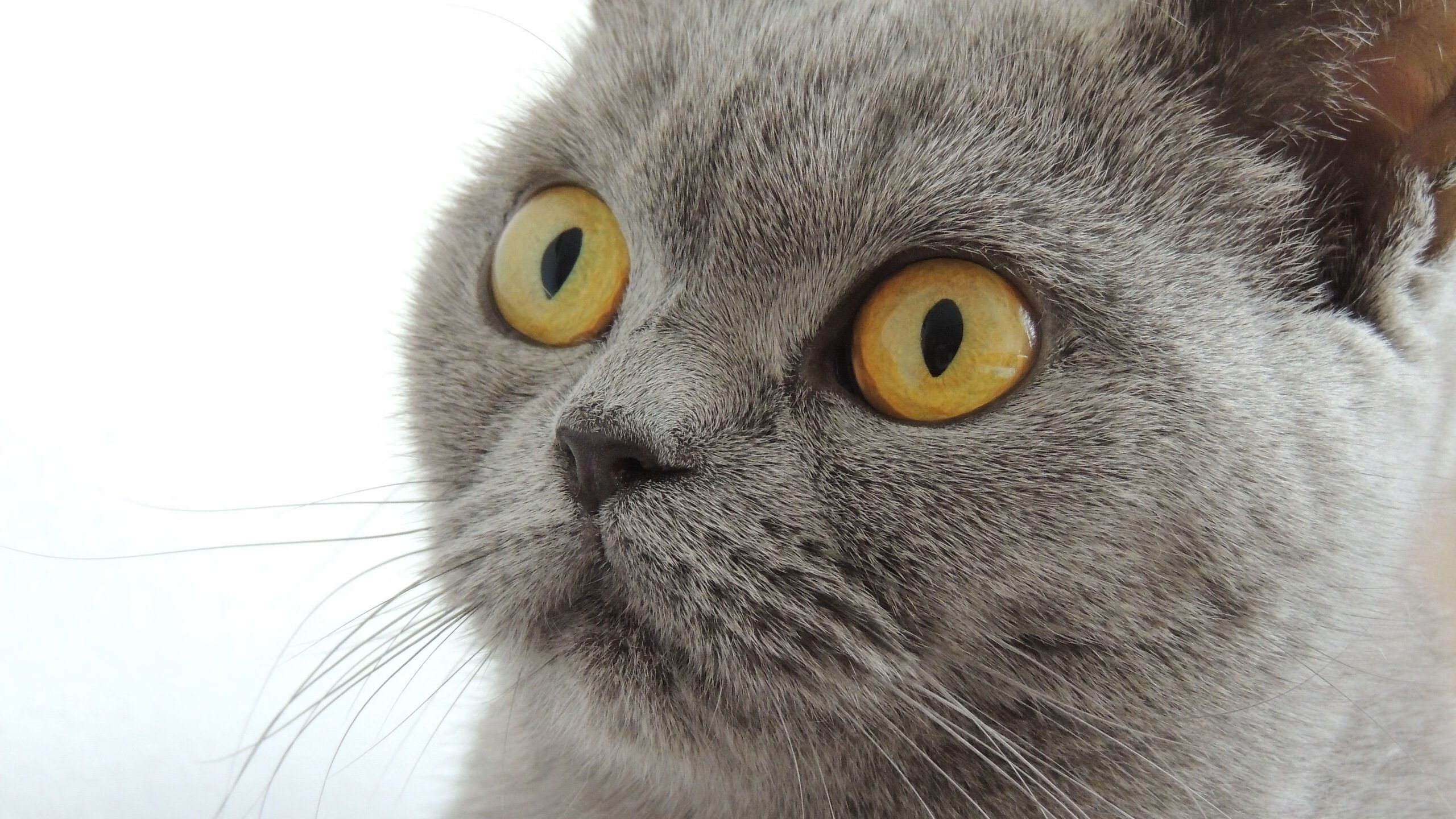 “费尔南多·比亚尔巴：阿根廷美洲狮队的进攻灵魂，未来仍有巨大潜力”