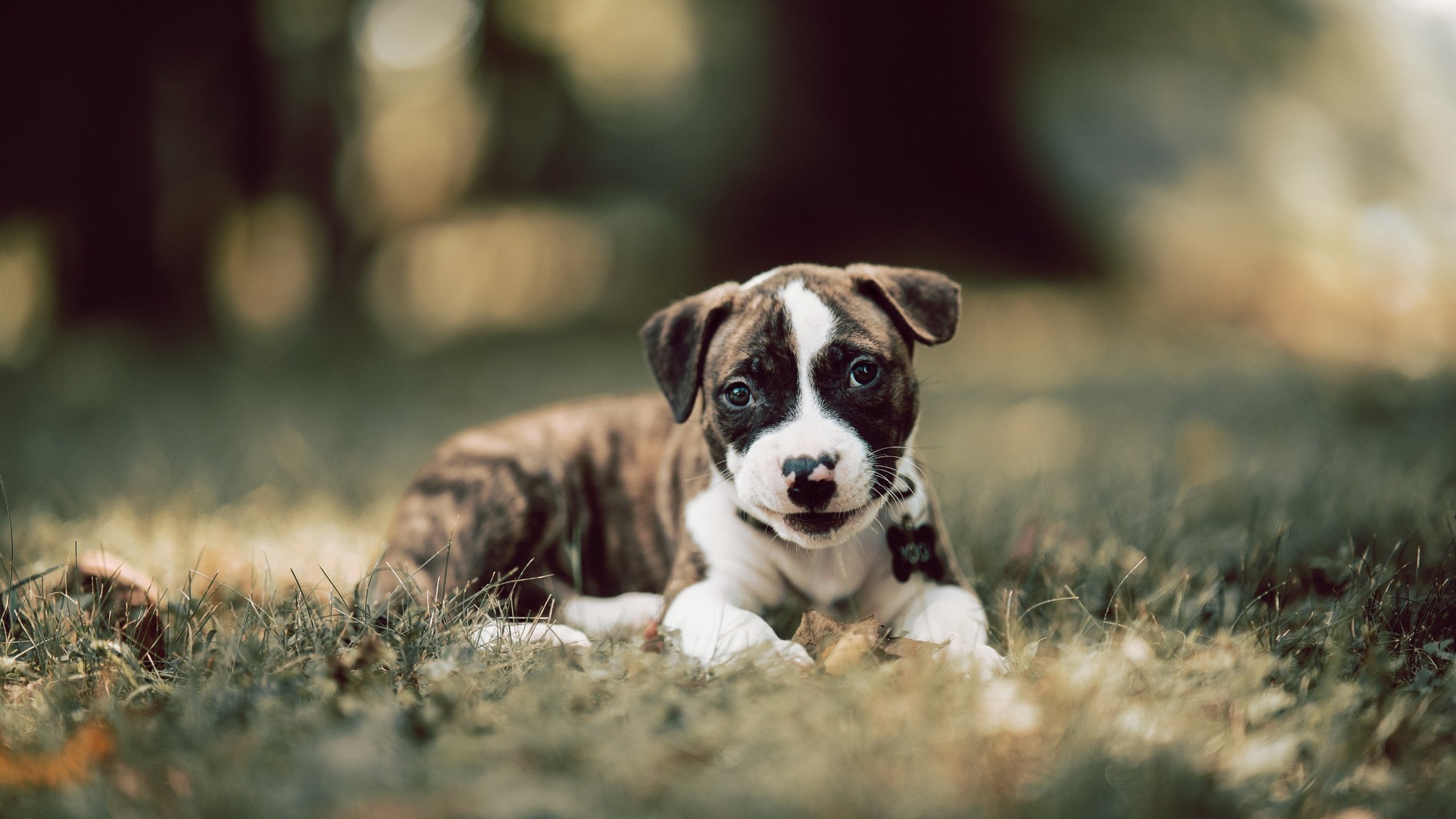 利比亚女篮在非洲锦标赛中表现优异,冲击奖牌梦想,利比亚男篮
