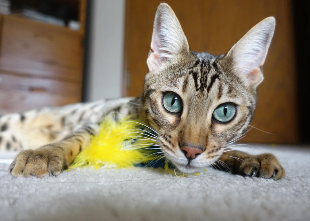 Kaiyun官方登录入口-国足中场悍将伤退引发担忧，国足中场悍将伤退引发担忧的球员