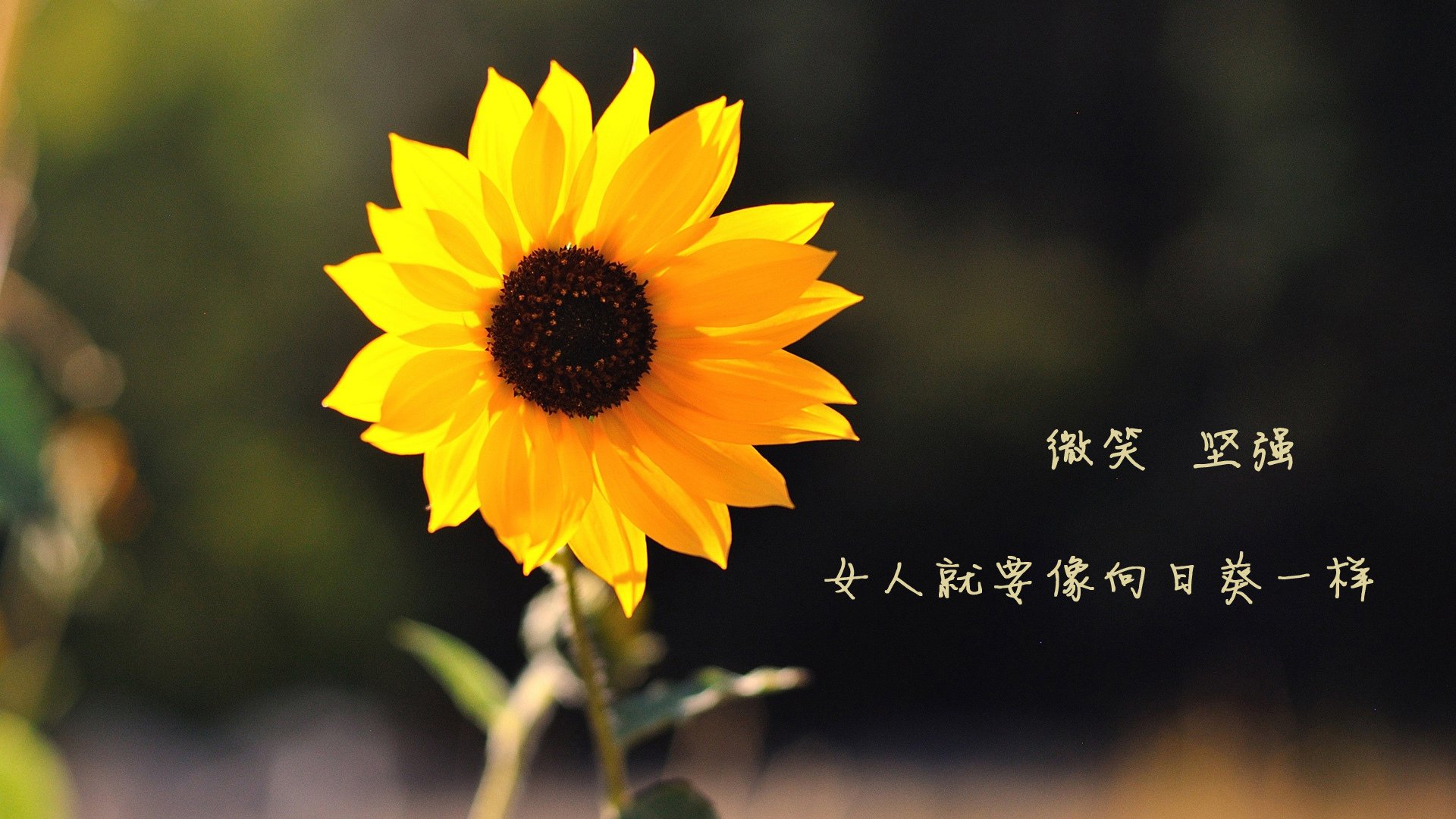 塞尔维亚女篮在欧洲锦标赛中争夺金牌,展示团队实力,塞尔维亚女篮球