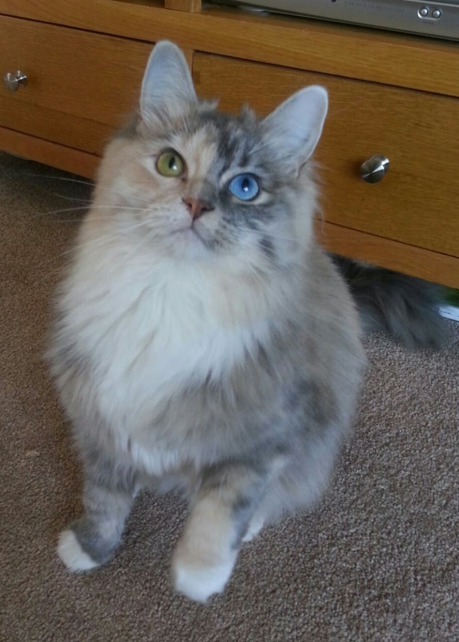 德甲球队的战术录像分析技术,德甲比赛视频录像