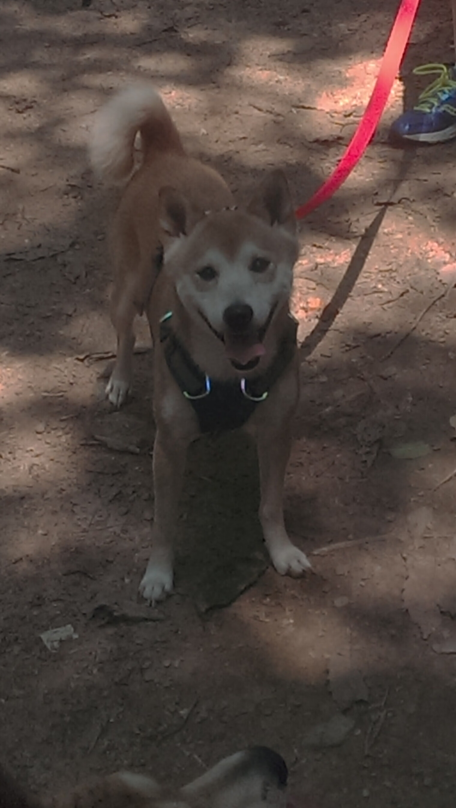 混合泳预赛突尼斯展现整体实力,混合泳比赛时间