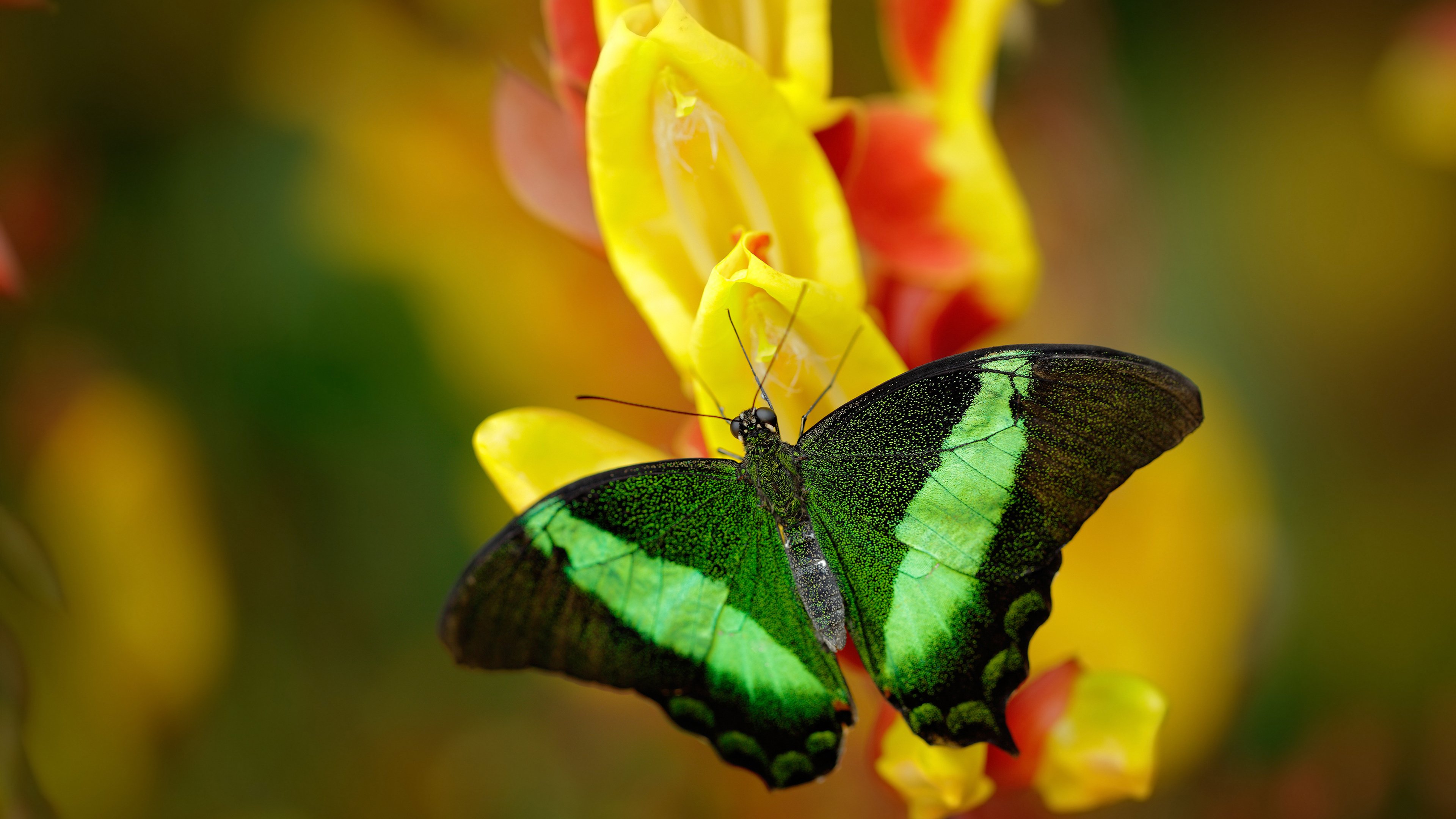 萨默·麦金托什女子200米蝶泳决赛精彩纷呈,女子200米蝶泳麦克尼尔