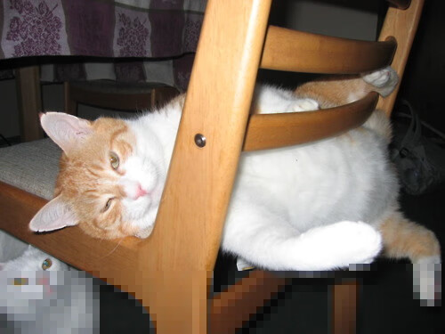 观众现场反应热烈球队每一次进攻都引发全场高分贝欢呼，球赛观众