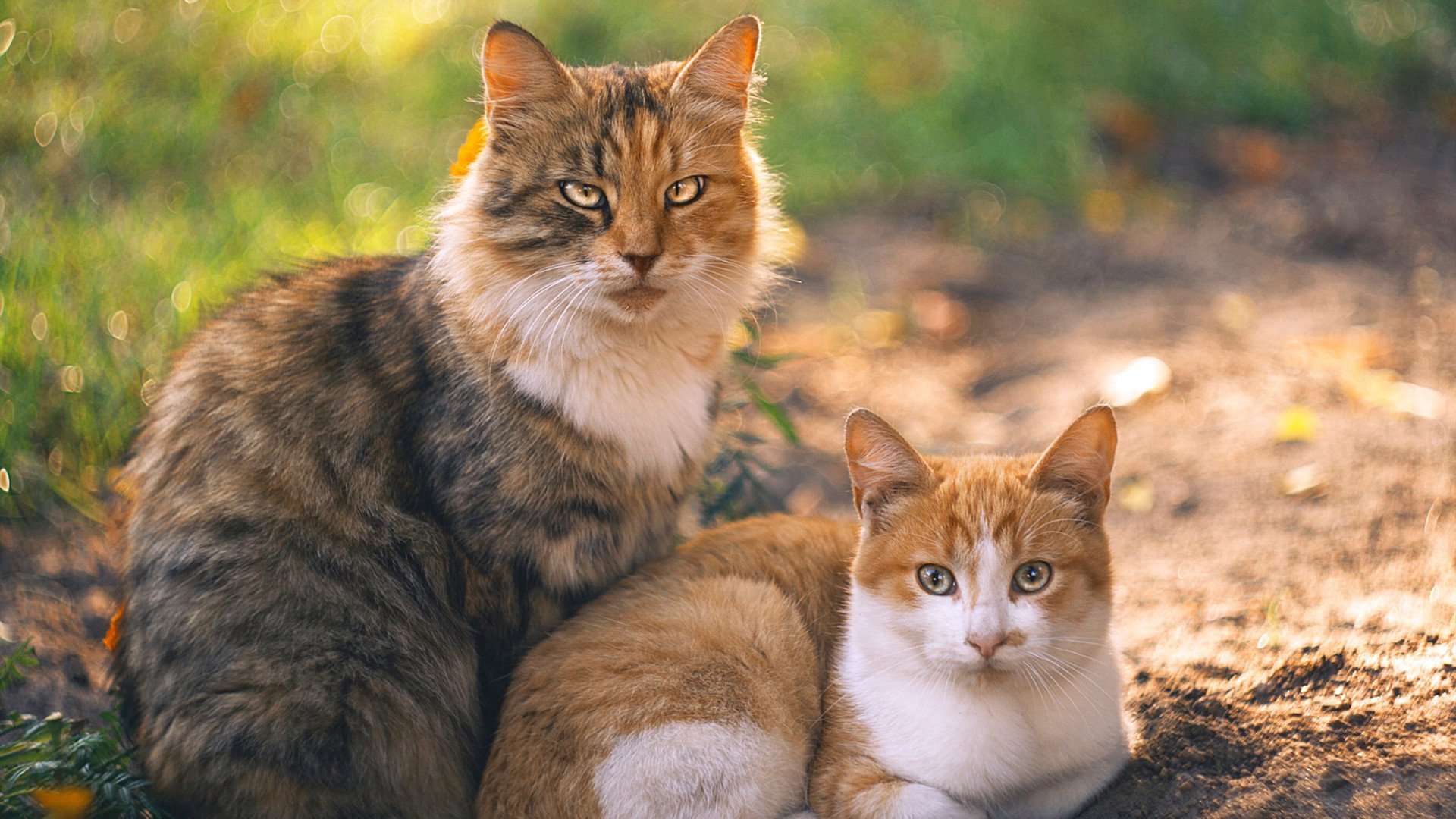 中国篮球是否鼓励裁判组参与联赛交流访学，中国篮球裁判员名单