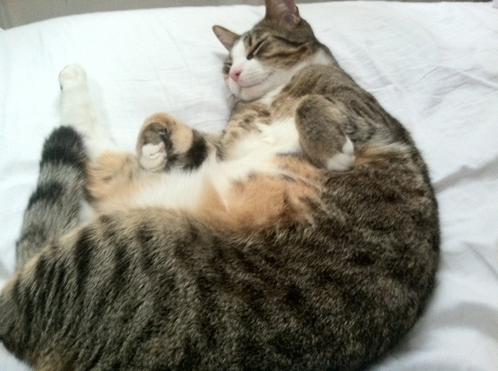 开云中国-中国足球联赛中票价与观众收入之间的平衡策略，足球门票收入